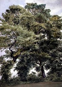 Study of Trees by Thomas Collier